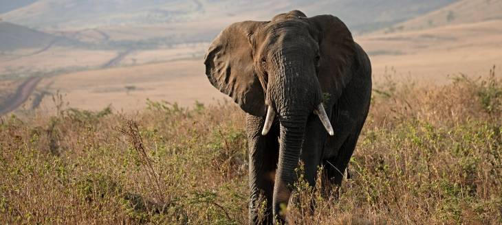 Južna Afrika, Viktorijini slapovi i safari u Bocvani - 14 dana