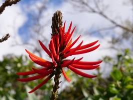 Madeira - otok vječnog proljeća - 6 dana