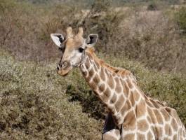 Južna Afrika, Viktorijini slapovi i safari u Bocvani - 14 dana