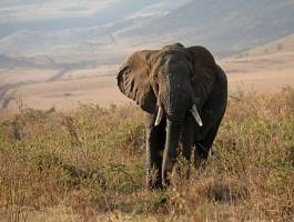 Južna Afrika, Viktorijini slapovi i safari u Bocvani - 14 dana