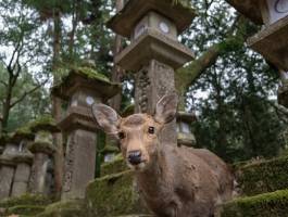 Japan, zemlja izlazećeg sunca