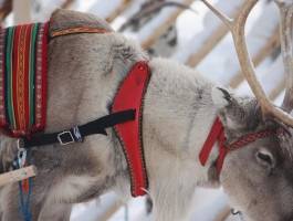 Rovaniemi